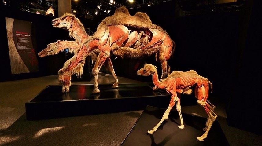 Pêşangeha Anatomiya Heywanên Rasteqîn: Laşên zêdetir ji 100 heywanî tên nîşandan