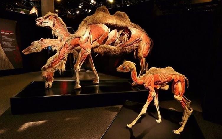 Gerçek Hayvanların Anatomi Sergisi: 100'den fazla hayvanın bedeni bu sergide