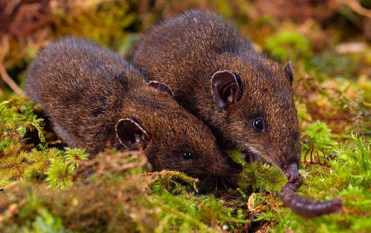 پێنج جۆر ژیژکی بێ دڕک دۆزرانەوە