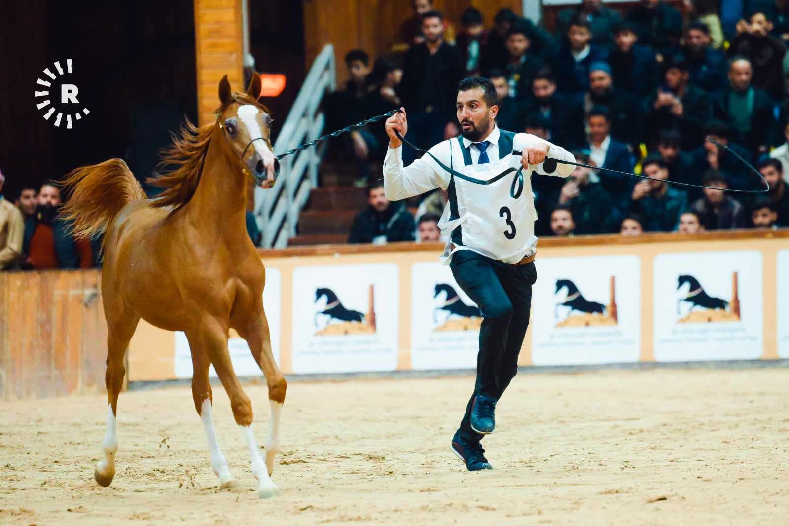 ئەسپە رەسەنەکانی عەرەب لە هەولێر نمایش دەکرێن