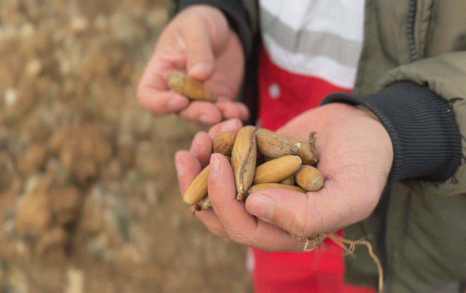 هەلمەتی چاندنی نەمام لە سەردەشتی رۆژهەڵاتی کوردستان