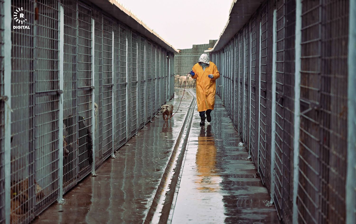 تیمێکی خۆبەخشی باکووری کوردستان و تورکیا سەگە بێلانەکانی هەولێر نەزۆک دەکەن