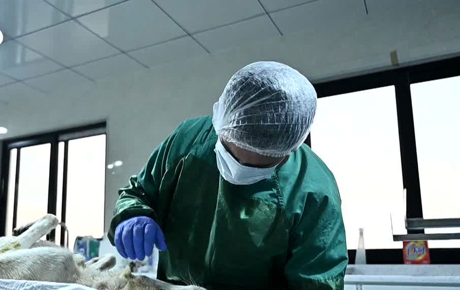 ERBİL - Bitlis'ten gelen gönüllü veteriner ekip sokak köpeklerini kısırlaştırdı