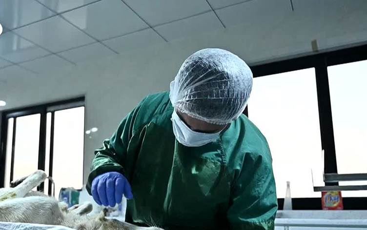 200 kuçik dê bên xesandin / Wêne: Rûdaw