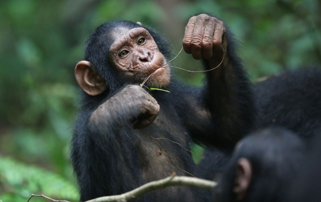توێژینەوەی نوێ: پاش مرۆڤ شامپانزی بەهێزترین یادگەی هەیە