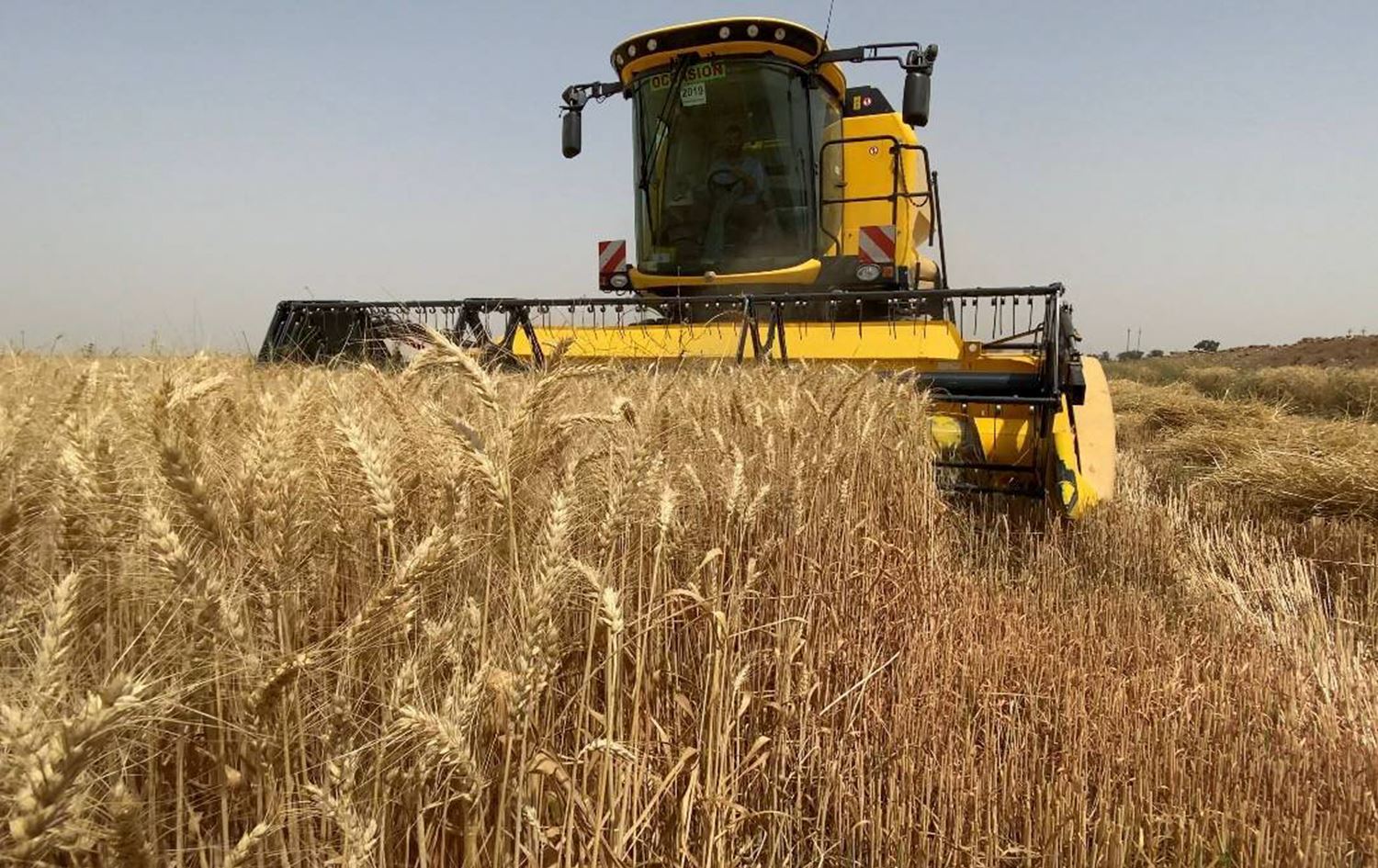انتاج الحنطة في نينوى خلال 2023 تجاوز المليون طن
