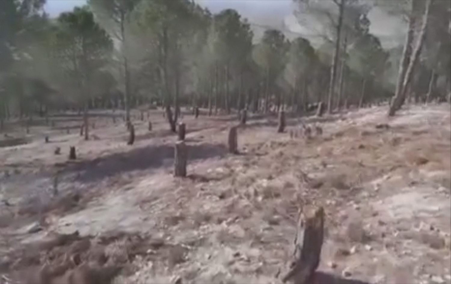 Rûberekî mezin ji darên Efrînê hatin birîn / Wêne: Ji ber dîmenan