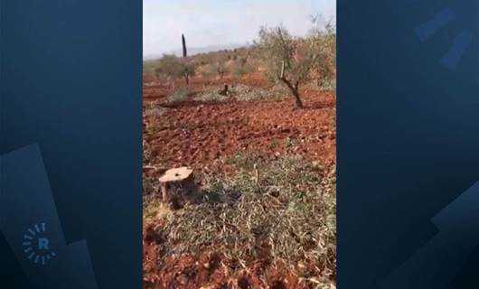 EFRİN - Kürd çiftçilerin zeytin ağaçları kesiliyor, tarlaları yağmalanıyor