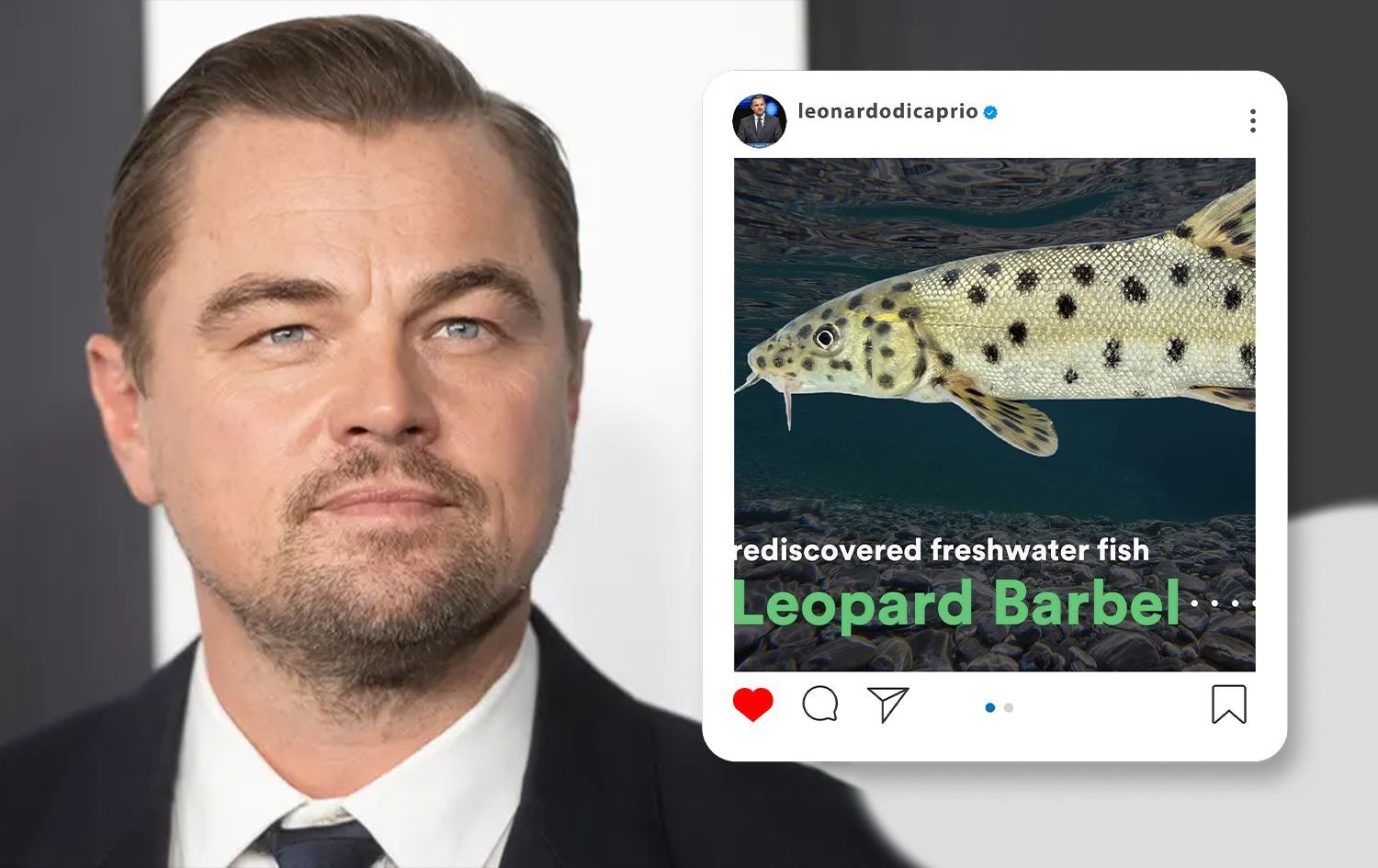  Lenonardo DiCaprio “Sazanê Leopar” li ser hesabê xwe yê Instagramê parve kir