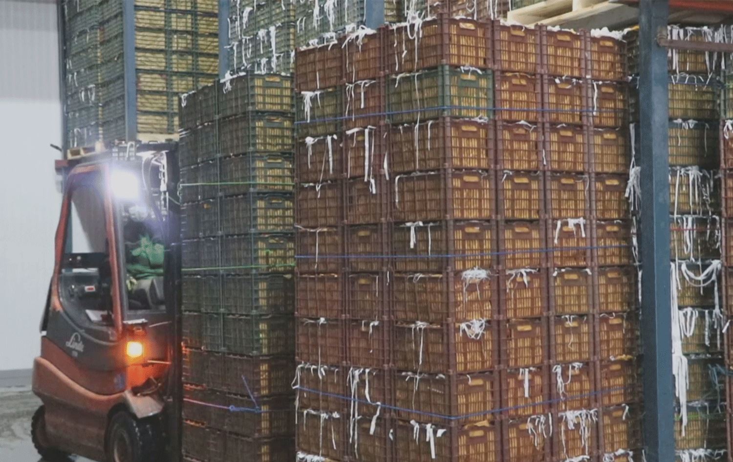 نزیکەی یەک ملیۆن تۆن سێوی ورمێ لە ساردخانەکان ماونەتەوە و نەفرۆشراون