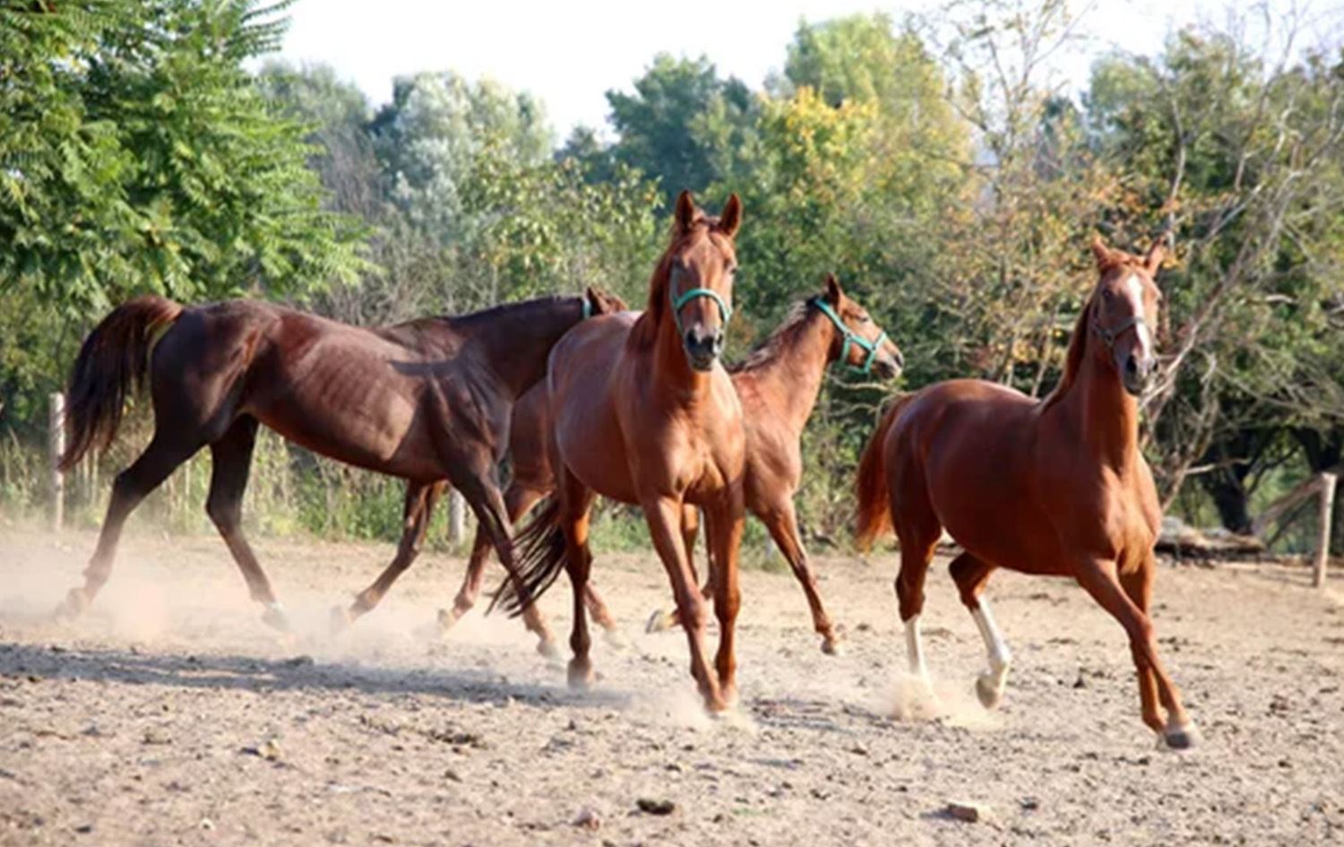 إصدار جوازات للخيول لأول مرة في العراق
