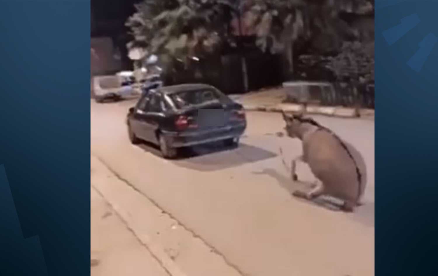 ئەو شۆفێرەی لە شێخان بە ئۆتۆمبێلەکەی گوێدرێژێکی راکێشا، دەستگیرکرا