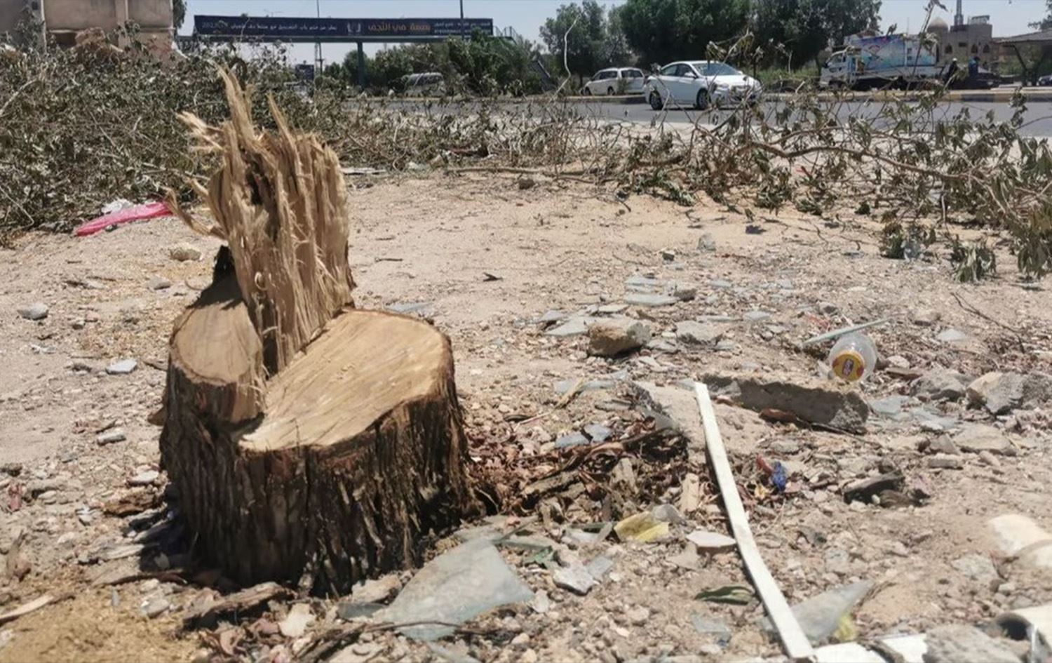 تغريم وحبس قاطعي الأشجار في النجف