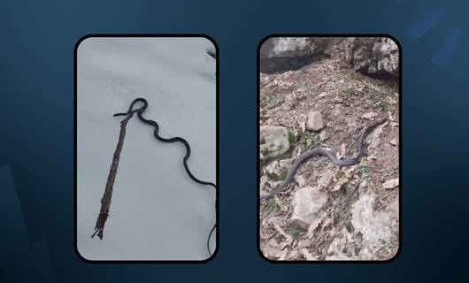 VİDEO- Deprem habercisi mi: Dersim’de kar üzerinde yılanlar görüldü