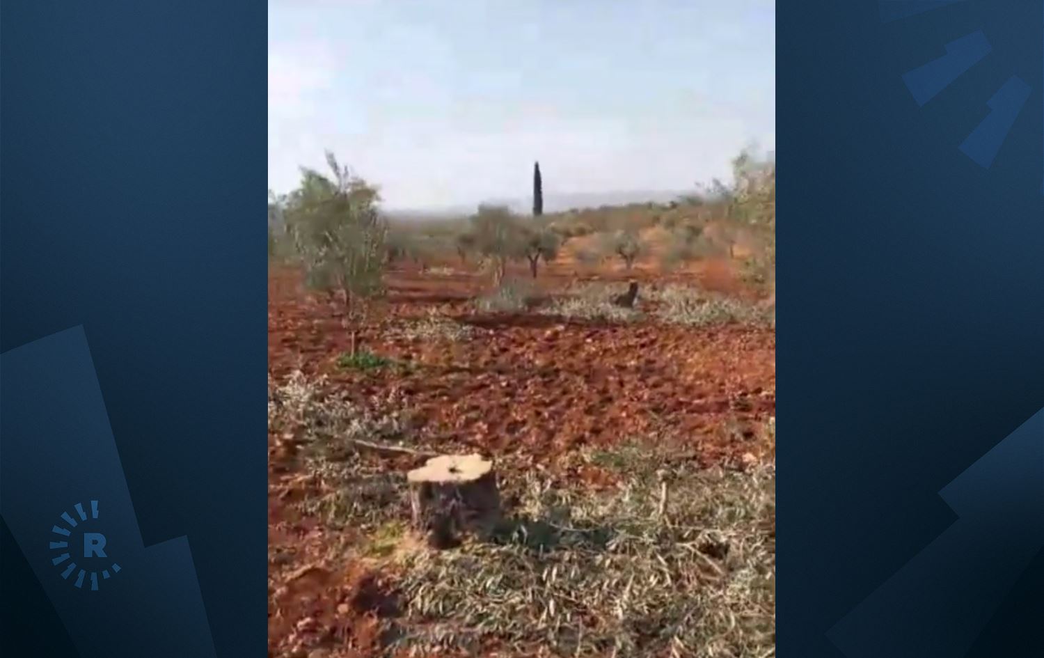 Dîsa Efrîn dîsa birîna daran