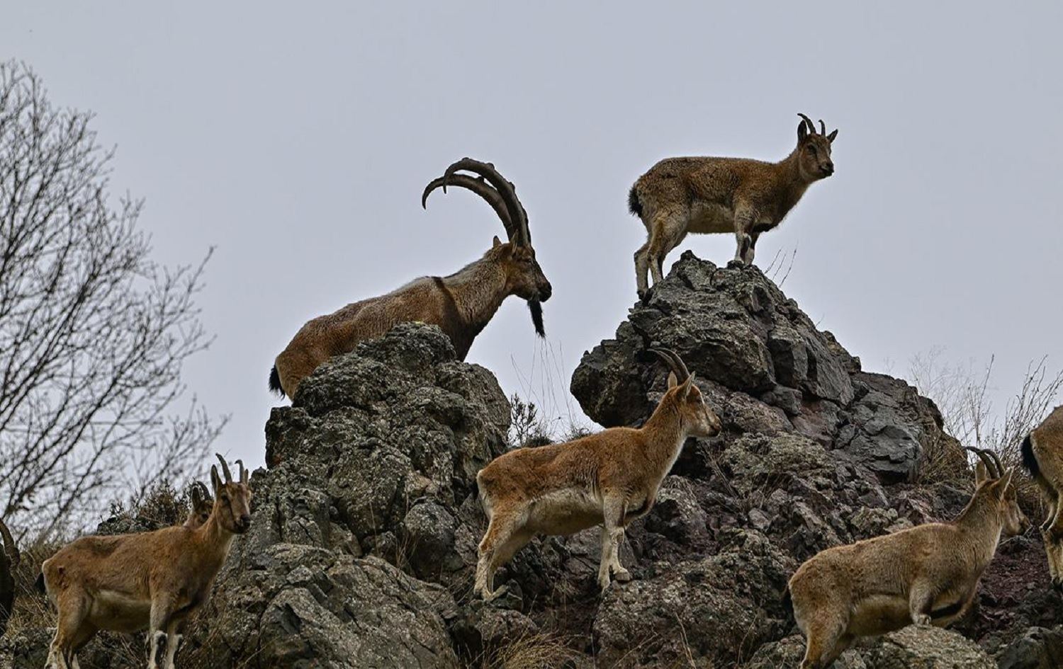 Hejmara pezkoviyan li çiyayên Çewligê sal bi sal zêde dibe