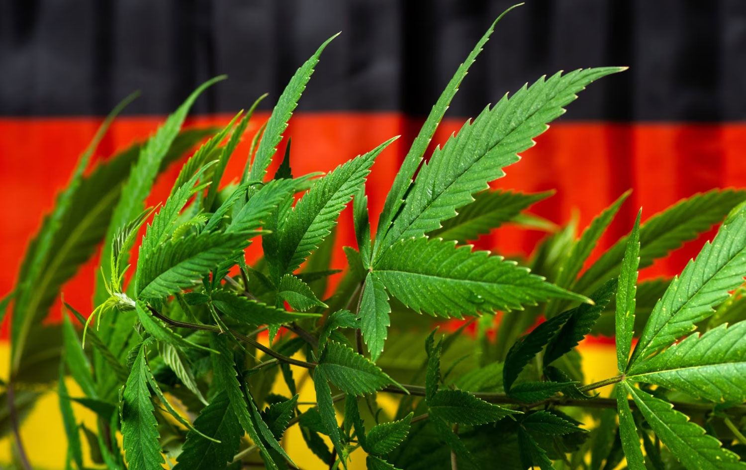 Ülkede esrar kullanmanın şartları belirlendi