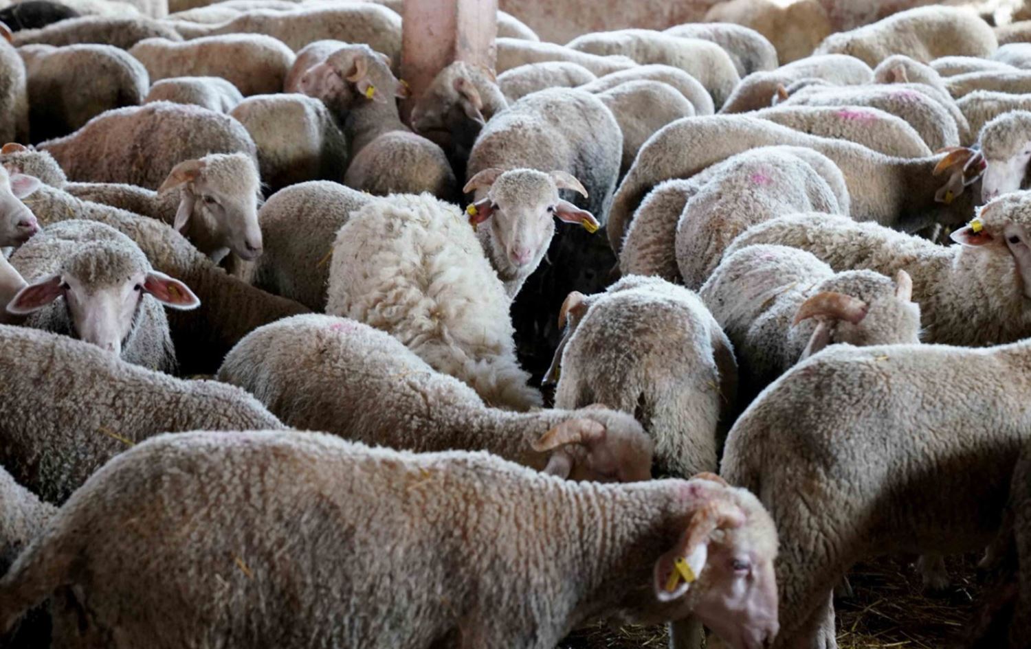 شحنة ماشية مستوردة تحمل مخاطر "الأمونيا" تصل العراق الثلاثاء