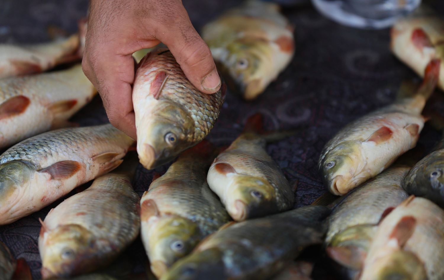 ردم نحو نصف أحواض الأسماك في كركوك