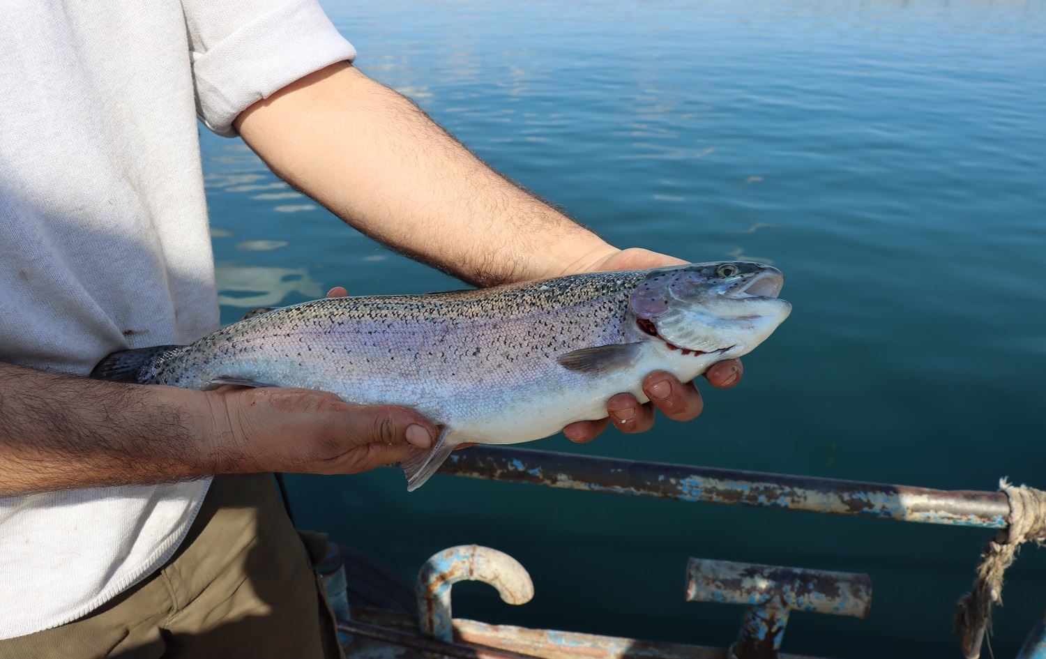 Li Rihayê salane 20 hezar ton masî tên berhemanîn