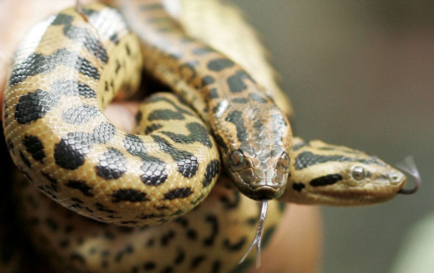 "Kuzey yeşil anakondanın" Eunectes akiyama adı verilen yeni bir tür olduğu belirtildi