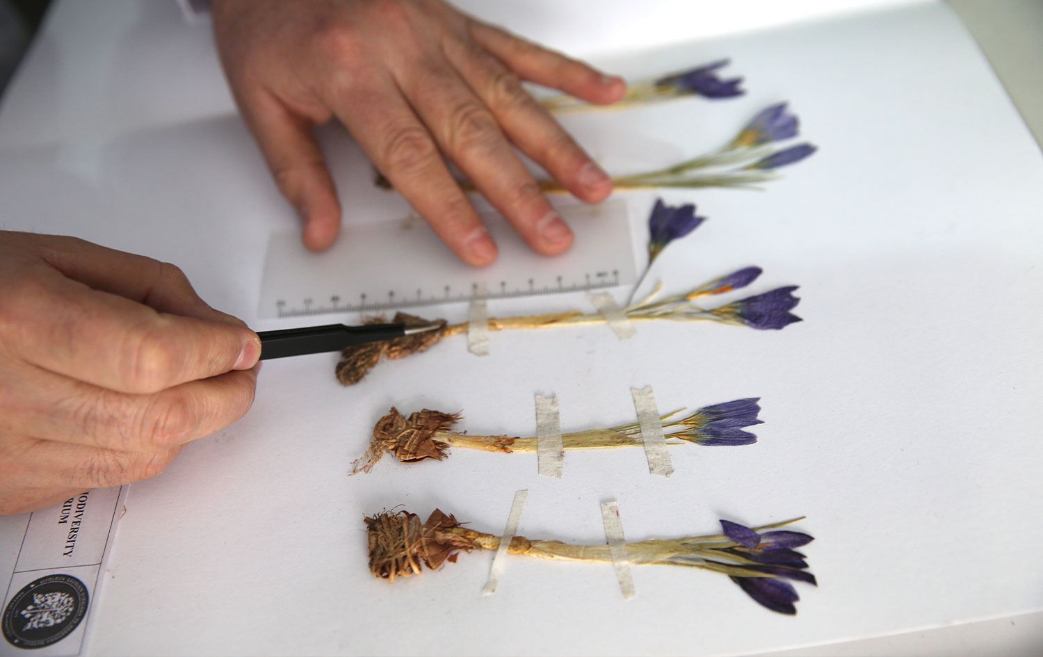 Kayıt altına alınan bitki türlerinden biri 