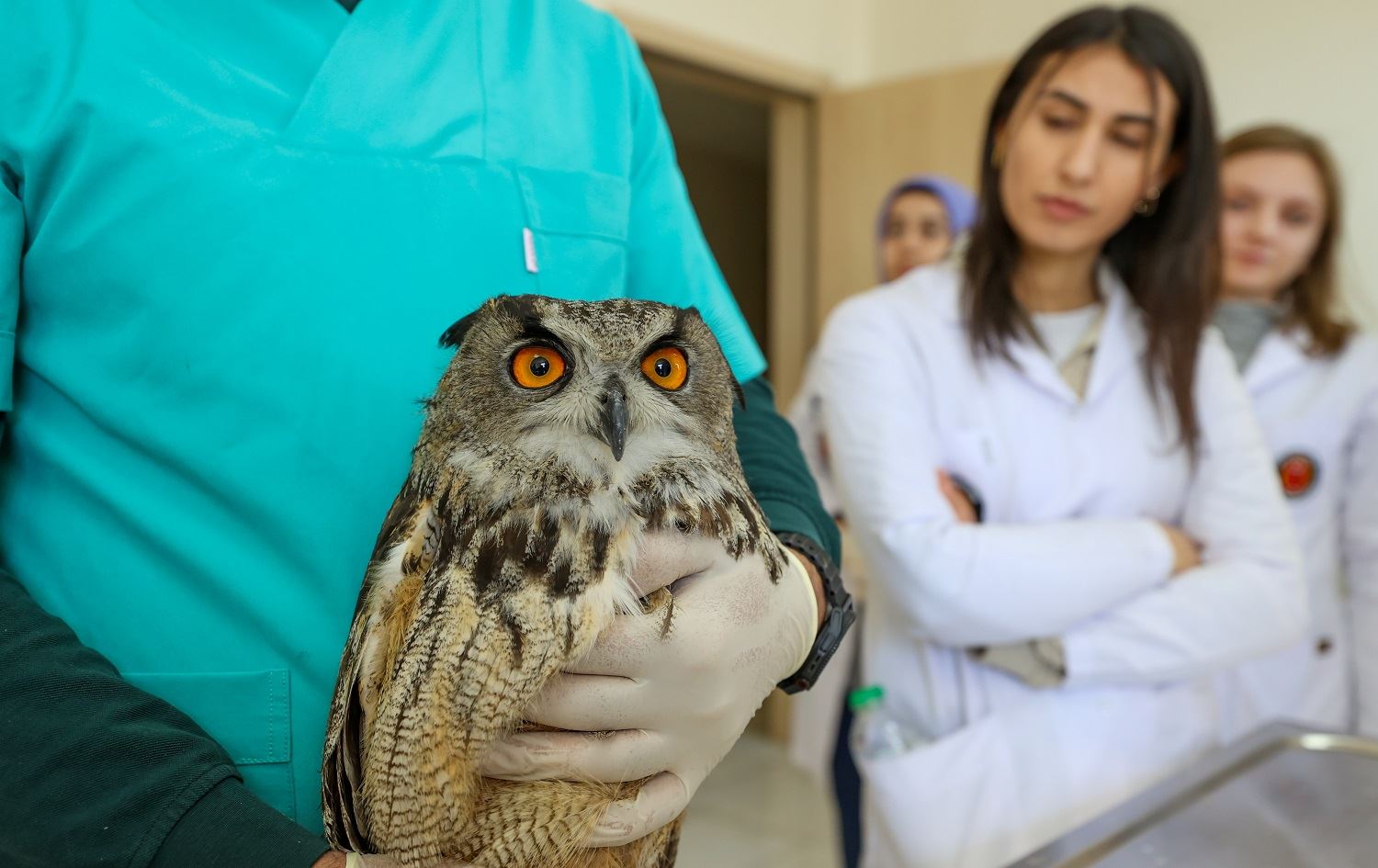 Xwendekarên Zanîngeha Dîcleyê ajelan derman dikin