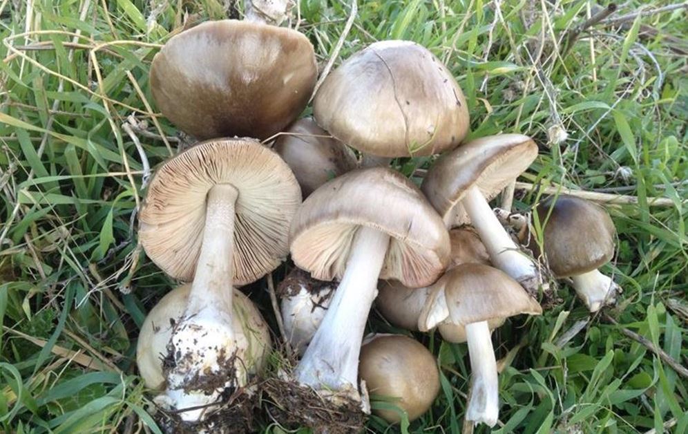 لە سێ ساڵدا 1340 کەس لە رۆژهەڵاتی کوردستان و ئێران بە 'خواردنی قارچک' ژەهراوی بوون