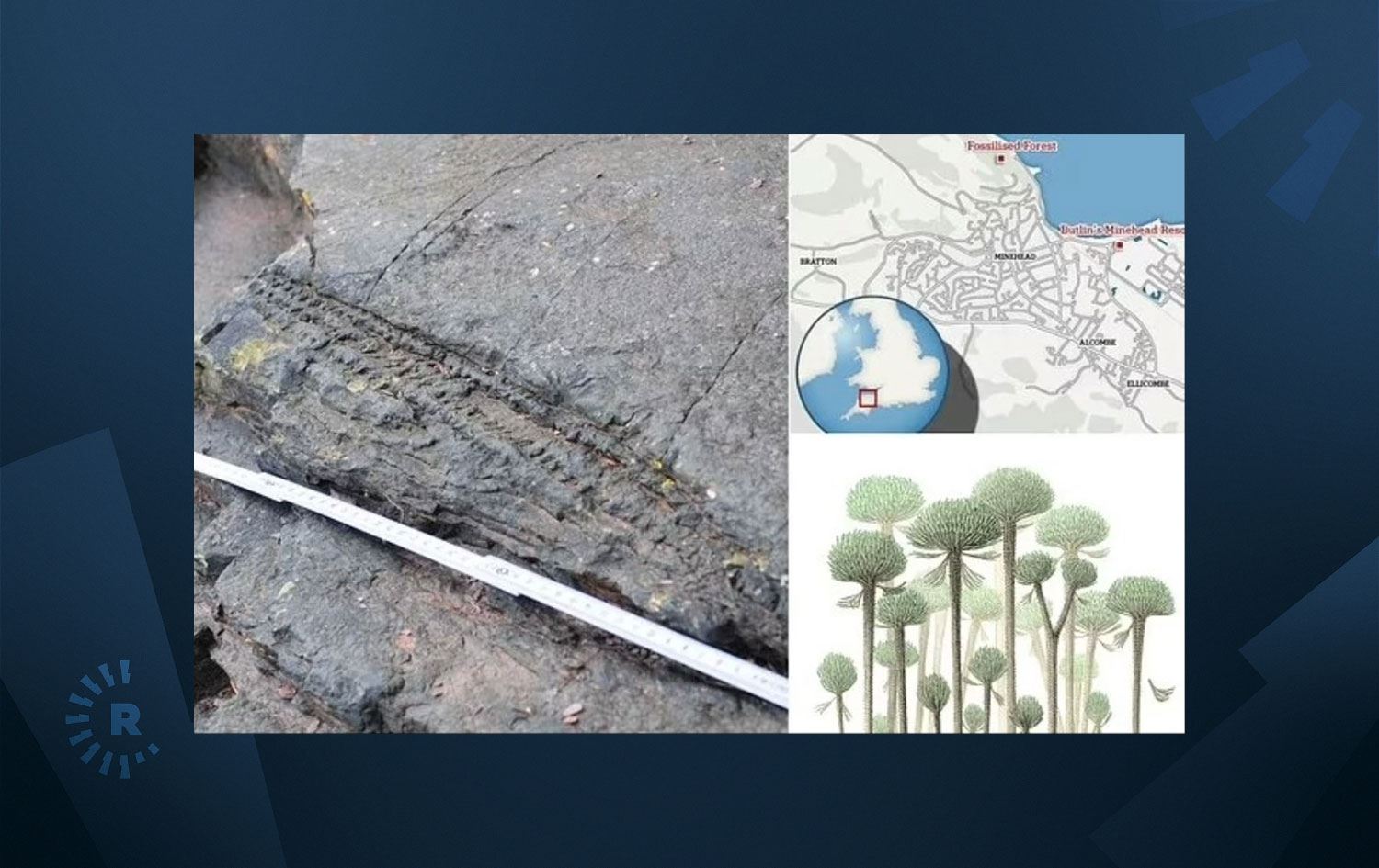 Fosilleşmiş orman kalıntıları