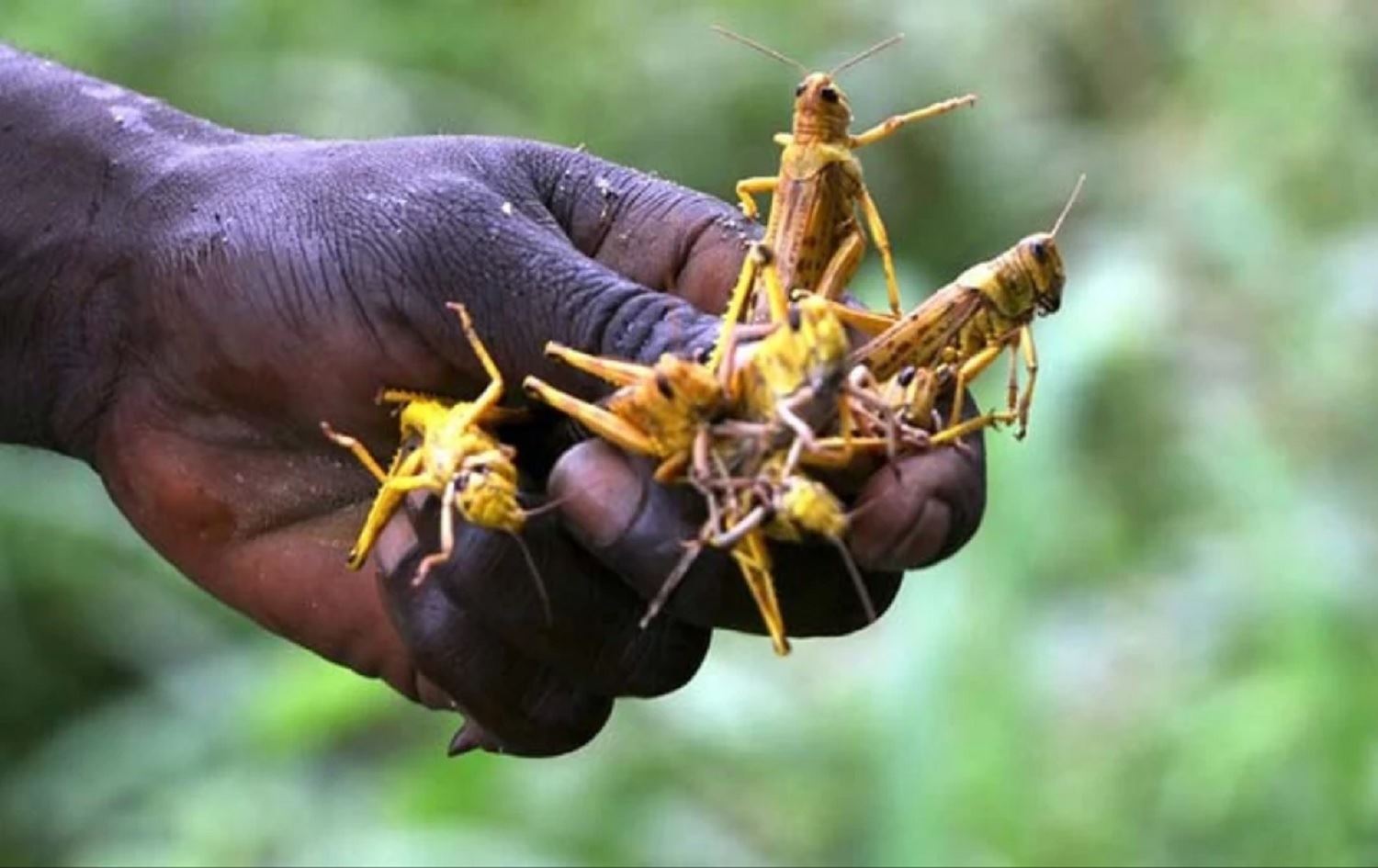 Ji bo ku ji birçîbûnê nemirin kuliyan dixwin / Wêne: Arşîv