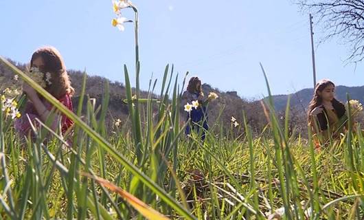 Newroz’un simgesi nergis çiçeği baharın da müjdecisi