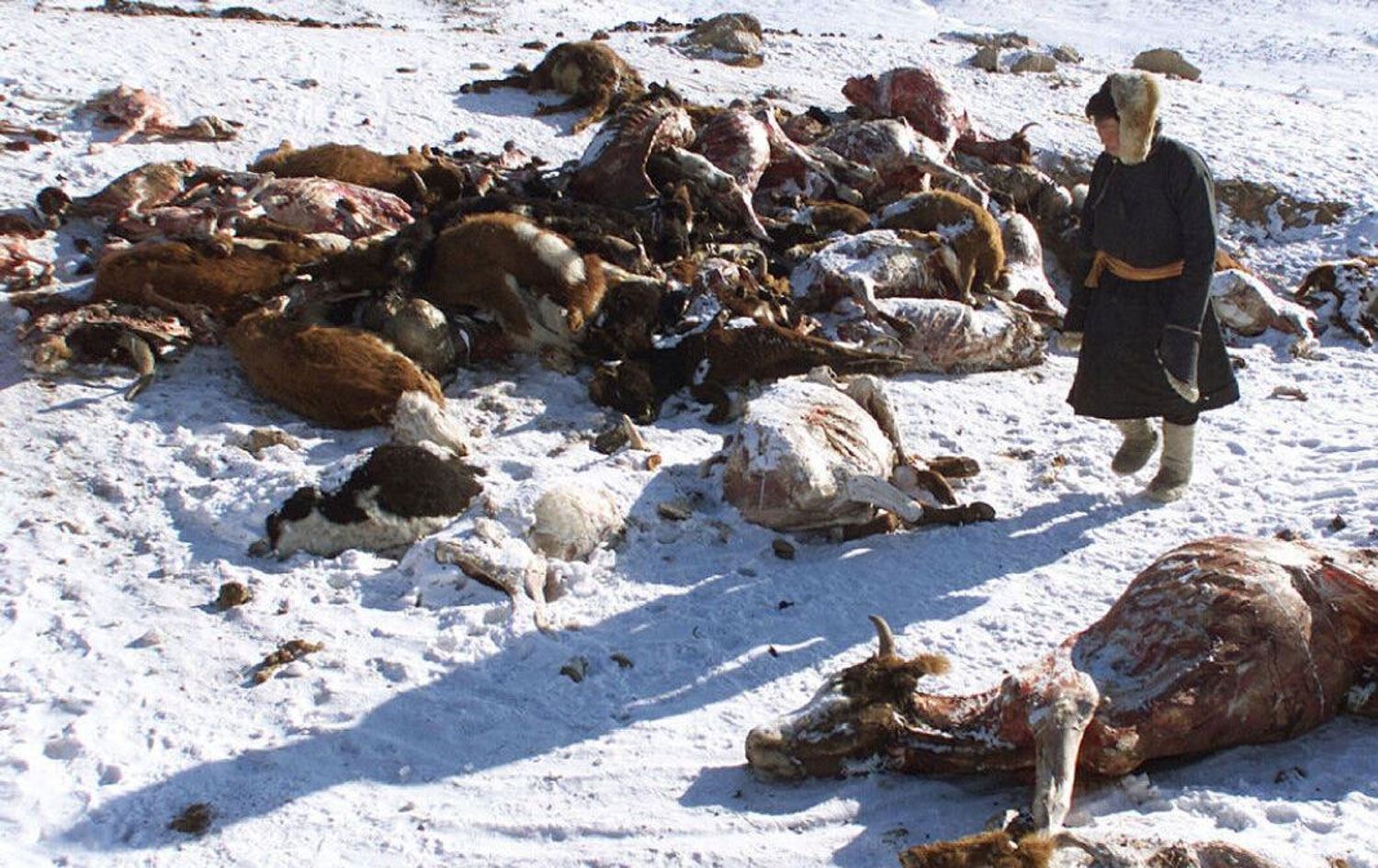 Aşırı soğuk sonucu ölen hayvanlar - Torontostar