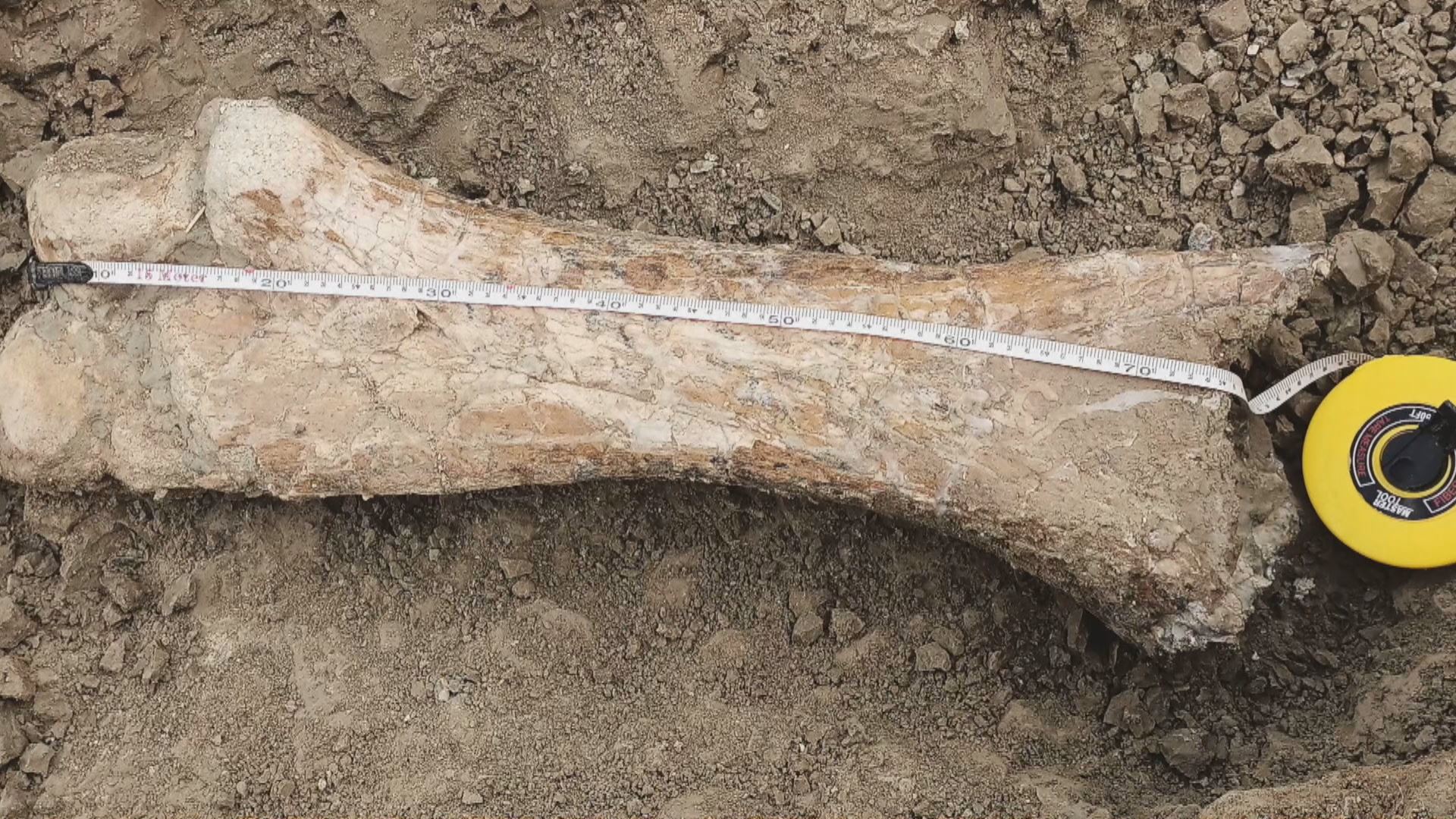 Possible mammoth bone found in Sulaimani province