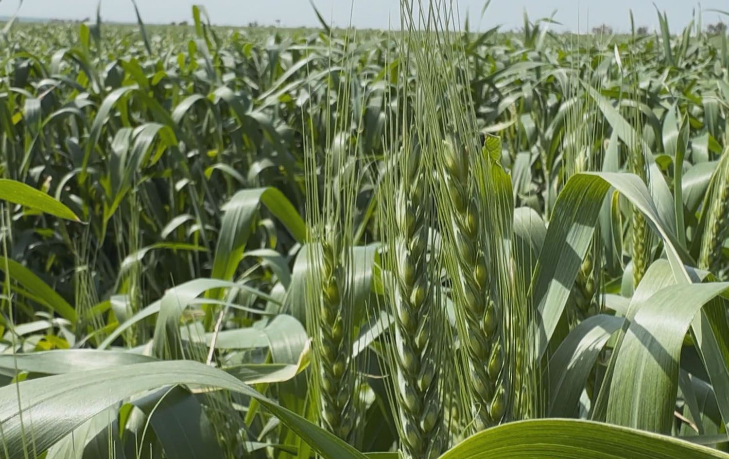 بەرهەمی گەنم لە هەرێمی کوردستان