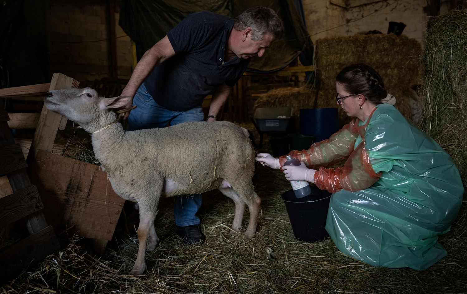 ناوچە دوورەدەستەکانی فەرەنسا کێشەی کەمیی پزیشکی ڤێتێرنەرییان هەیە