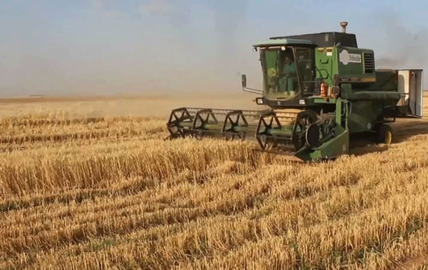 Çinîna genim li Rojavayê Kurdistanê / Wêne: Arşîv