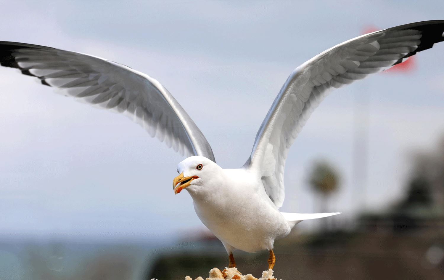 Qaqlîbaz / Wêne: Arşîv 