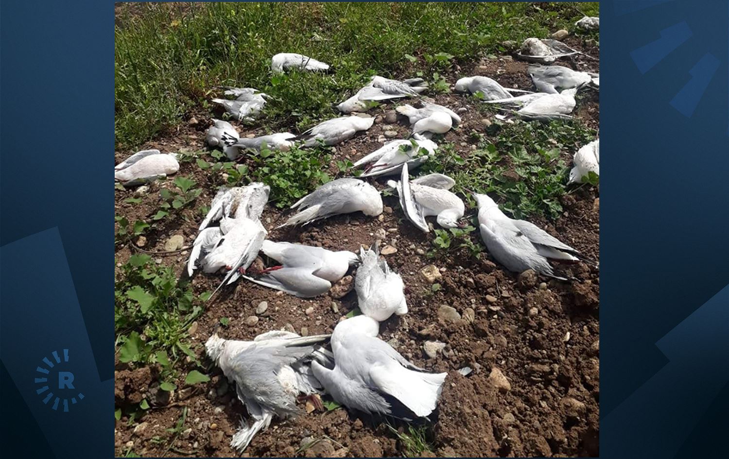 Li peravên Bendava Ataturkê qaqlîbaz dimirin / Wêne: Medyaya civakî
