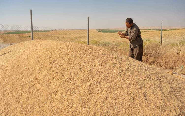 سوودانی بۆ وەزارەتی کشتوکاڵ: پەلە بکەن لە وەرگرتنی گەنمی جووتیارانی هەرێمی کوردستان