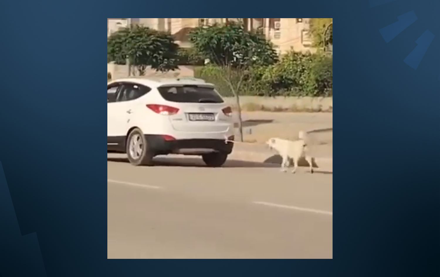 پۆلیسی خانکێ ئەو شۆفێرە دەستگیر دەکات سەگێکی بە ئۆتۆمبێلەکەی راکێشا