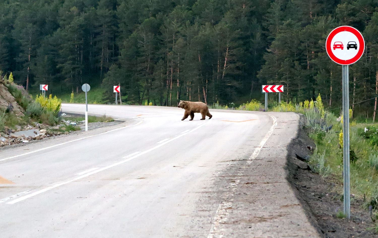 Hirçekî gewr/Wêne: AA