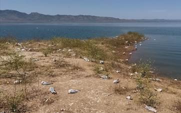 Numerous seagulls found dead near Dukan dam in Sulaimani province on May 10, 2024. Photo: Rudaw