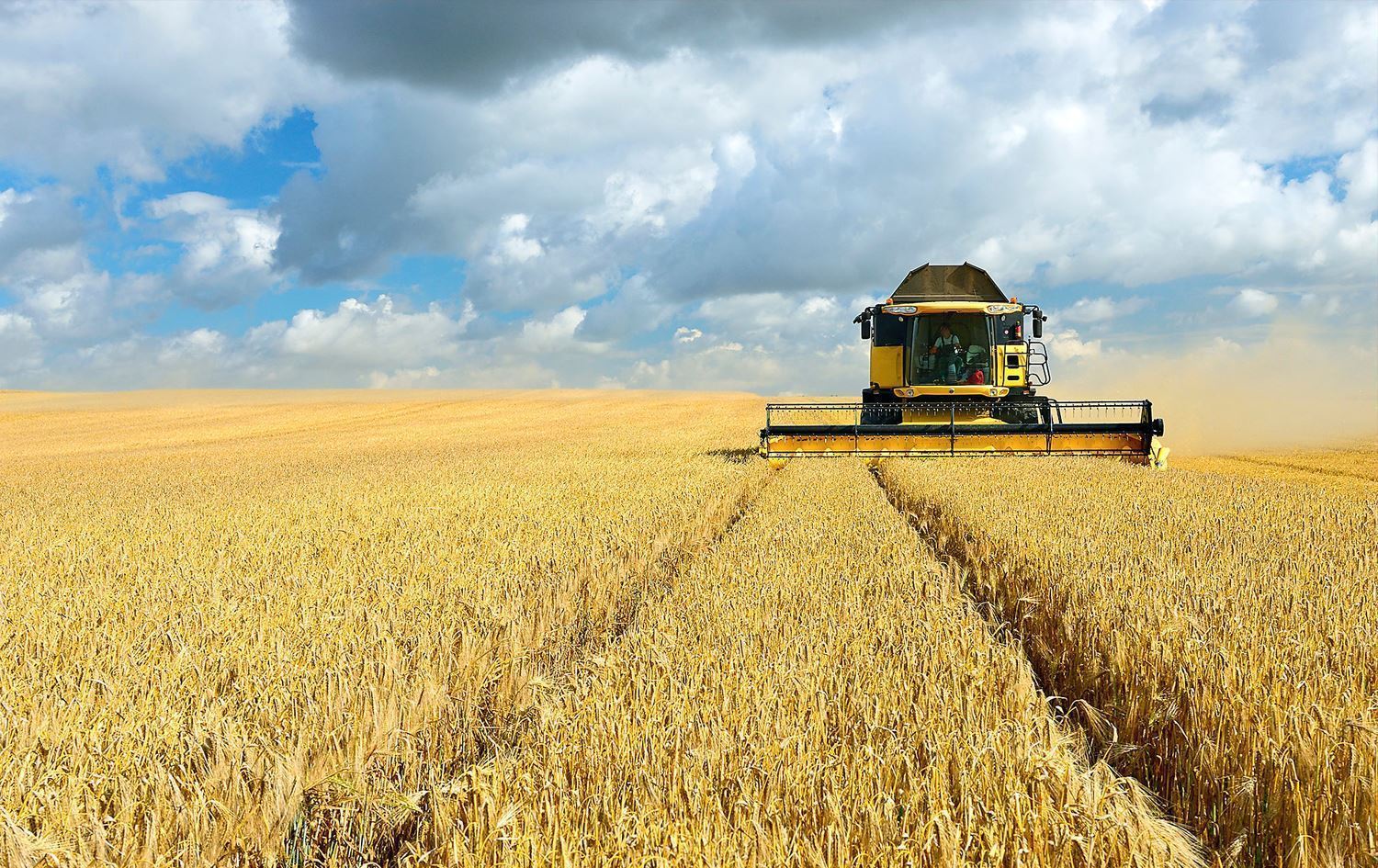 کشتوکاڵی کەرکووک: لە دوو رۆژدا سێ هەزار تۆن گەنممان وەرگرتووە