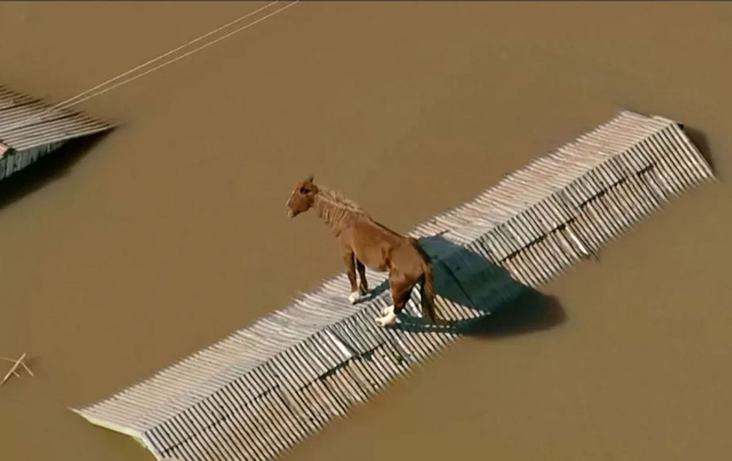 Hespek xwe ji lehiyê diparêzê / Wêne: TV Globo