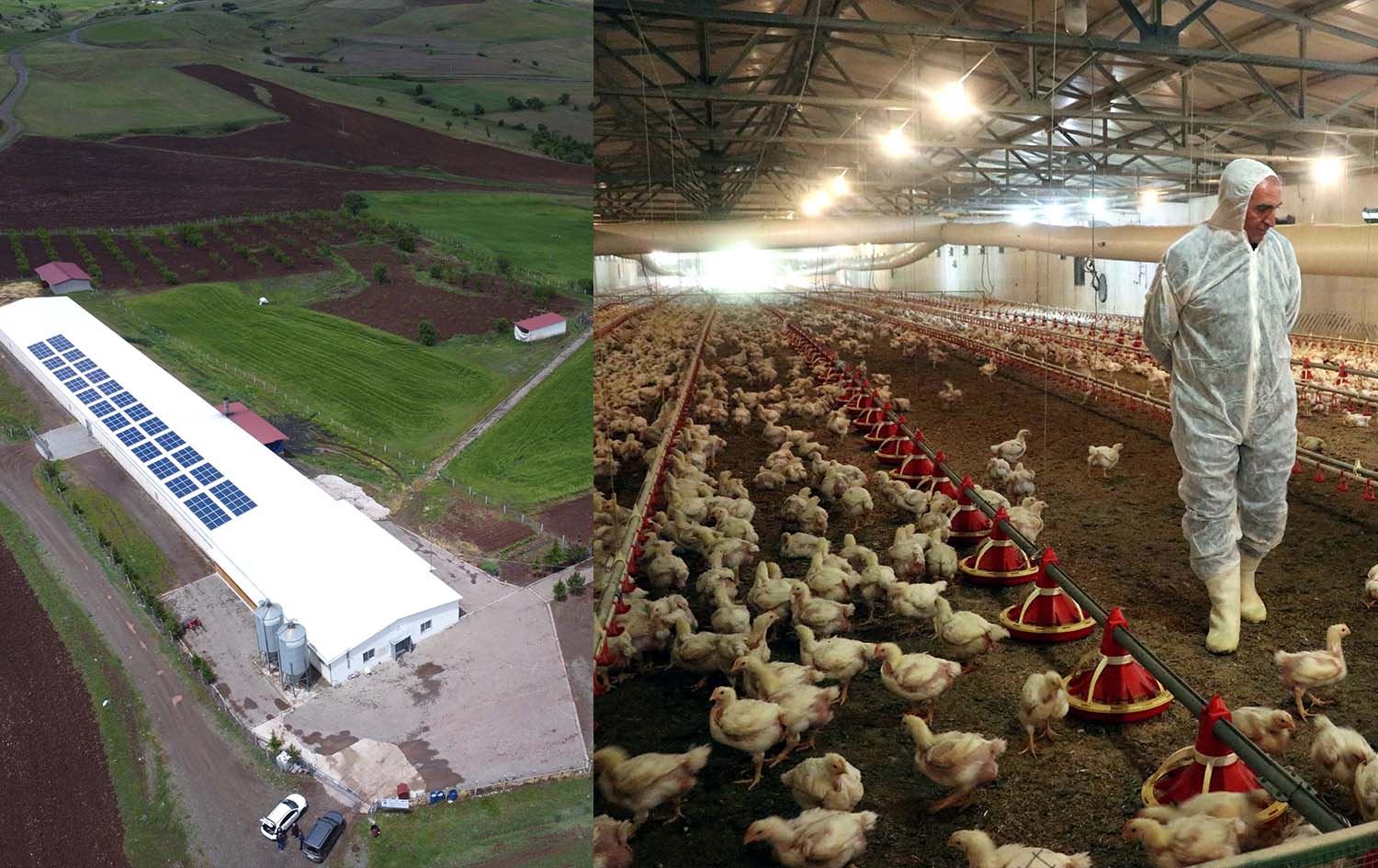 Çewlîga mirîşkan a Efraîm bûye deriyê dahatê / Wêne: AA