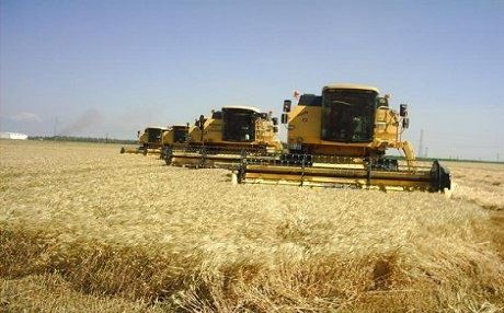 1 milyon ton arpa ve buğday çaldılar