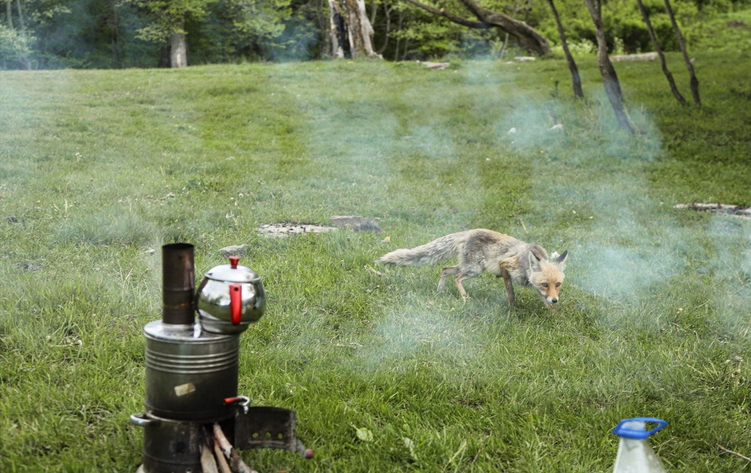 Roviyê birçî bû mêvanê xelkê / Wêne: AA