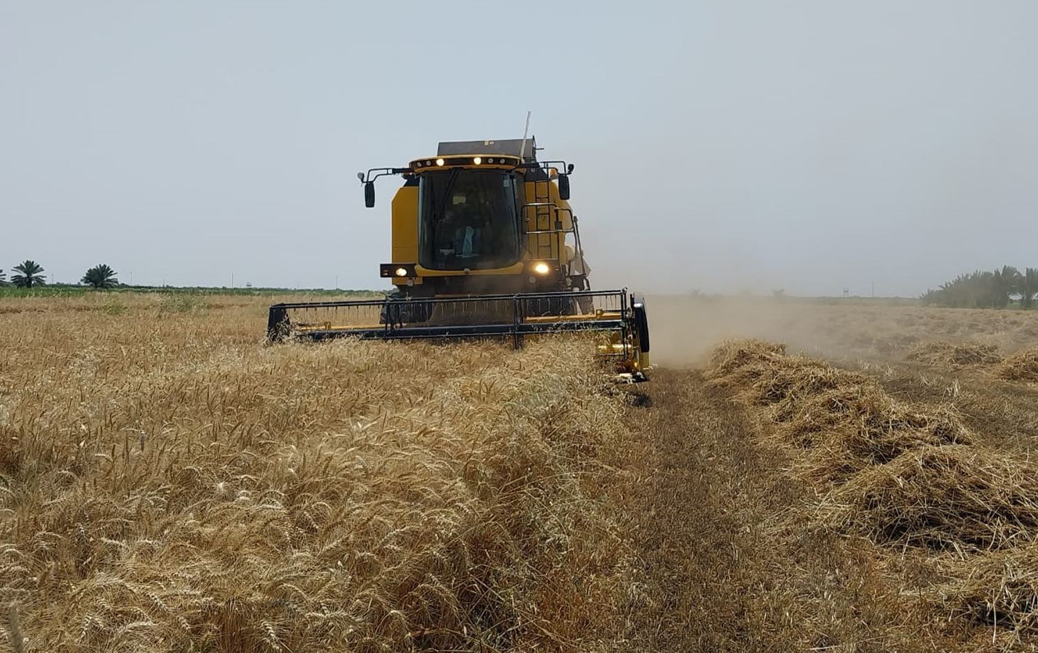 سايلوات ديالى تنتظر الامتلاء بأكثر من 320 ألف طن من الحنطة