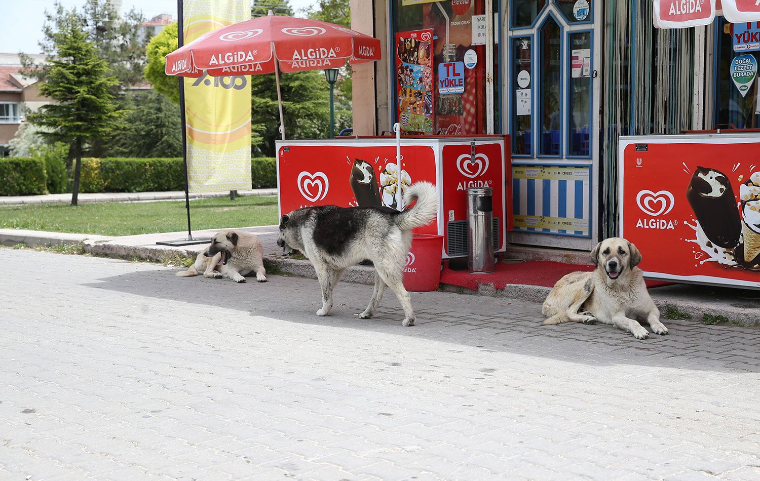Eskişehir'in Odunpazarı ilçesinde sahipsiz köpekler / AA