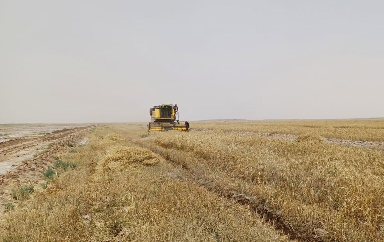 زراعة البصرة لرووداو: تضرر 80 ألف دونم من مساحات الحنطة بسبب الأمطار الأخيرة